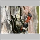 Thanasimus formicarius - Ameisenbuntkaefer 01a am Kieferstamm.jpg